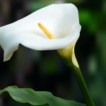 Calla