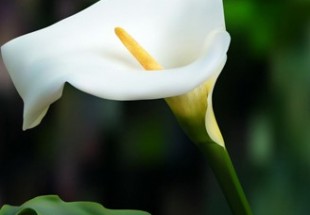 Calla