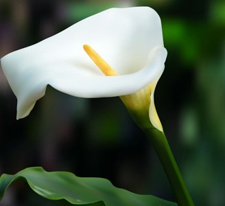 Calla